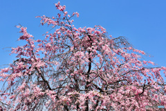 2020年千葉公園の枝垂れ桜