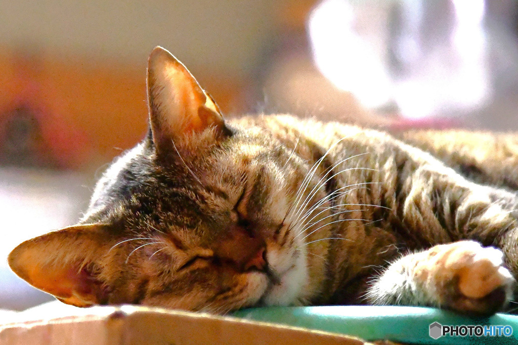 毎日暑いのにぐっすり寝ているニャン