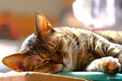 毎日暑いのにぐっすり寝ているニャン