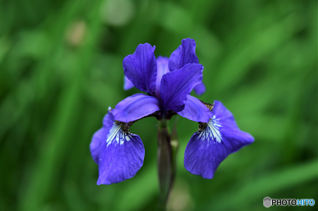 端午の節句に咲いたアヤメの花 23-178