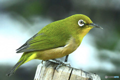 野山の鳥  メジ君