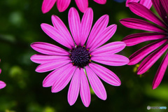 オステオスペルマムの花