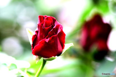 春  庭に咲いた赤いバラの花