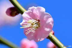 2月に咲いた薄紅色の梅の花と青空