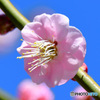 2月に咲いた薄紅色の梅の花と青空