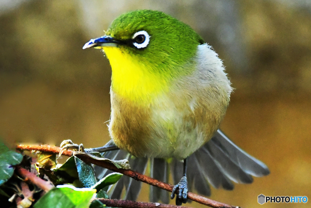 羽を広げてバランスを取るメジ君 22-168