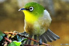 羽を広げてバランスを取るメジ君 22-168