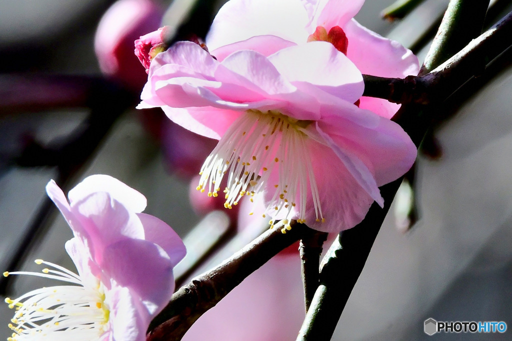 枝垂れ淡い紅梅  