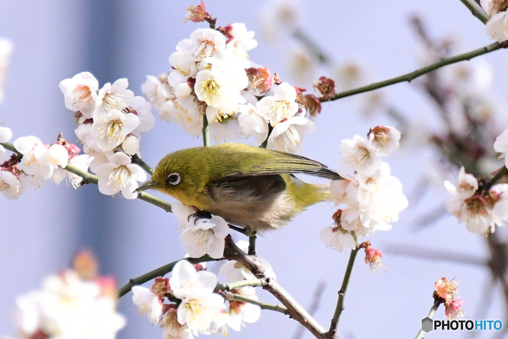 2月の白梅とメジロ 