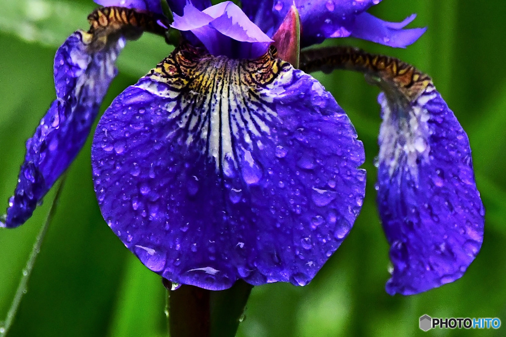 雨に濡れた紫コアヤメの花  21-324