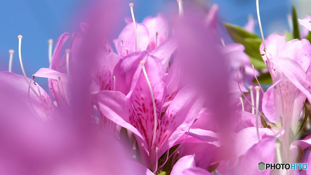 晴れた日の青空とつつじの花 