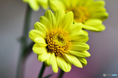 窓辺で一枚 22-473