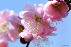 ２月に咲いた薄紅色の梅の花 