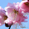 ２月に咲いた薄紅色の梅の花 