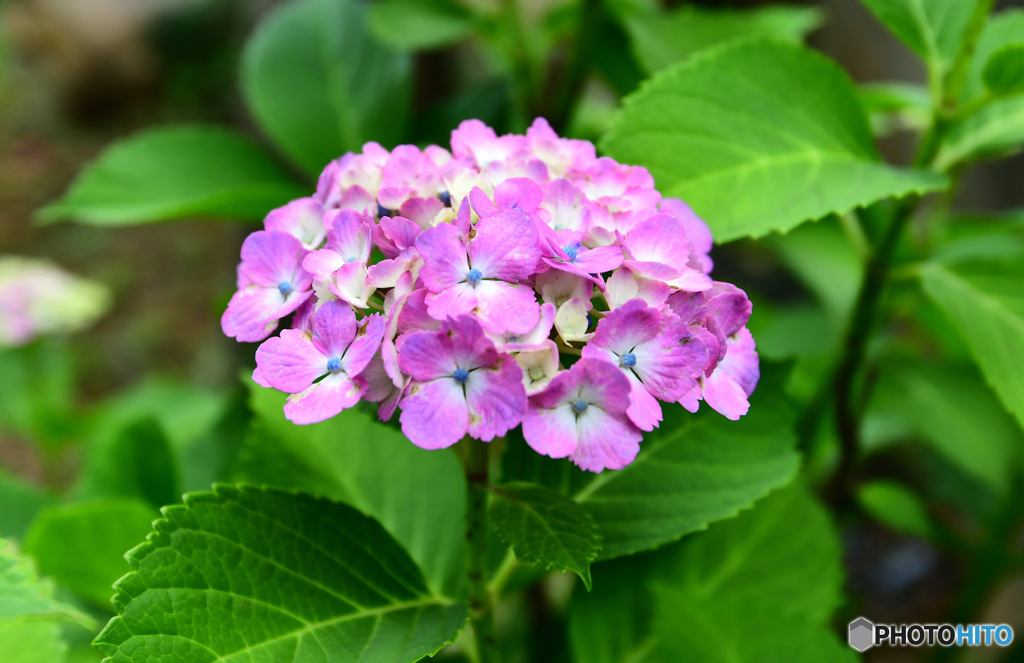 庭に咲いた紫陽花  21-397 
