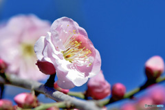  枝垂れ淡い紅梅と青空  