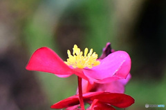 庭に咲いたベゴニアの花  21-655  