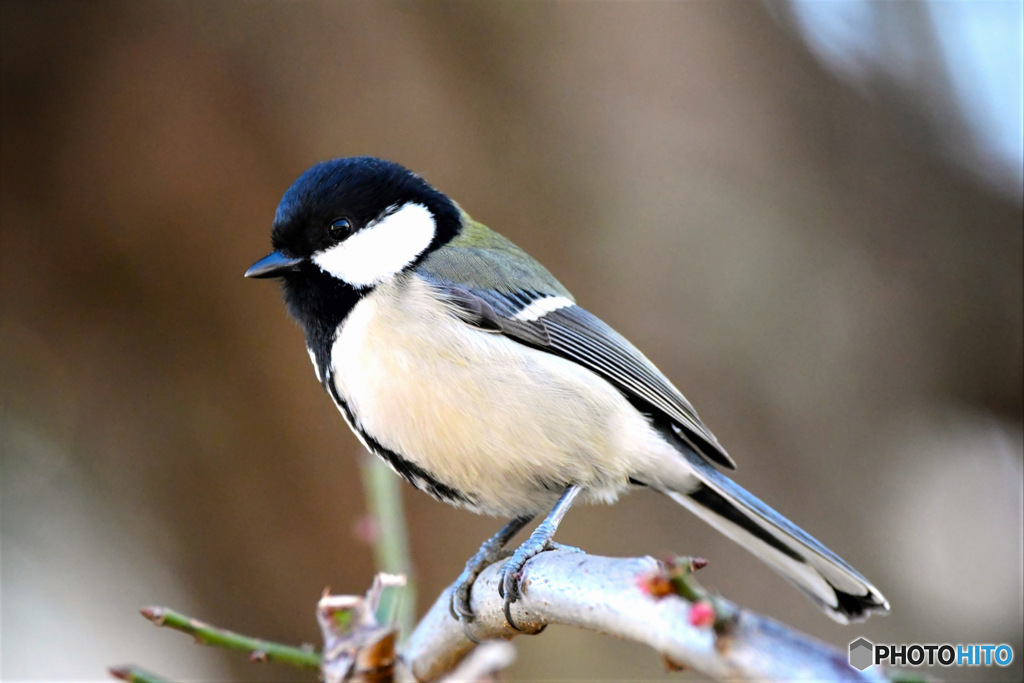 野山の鳥  四十雀さん