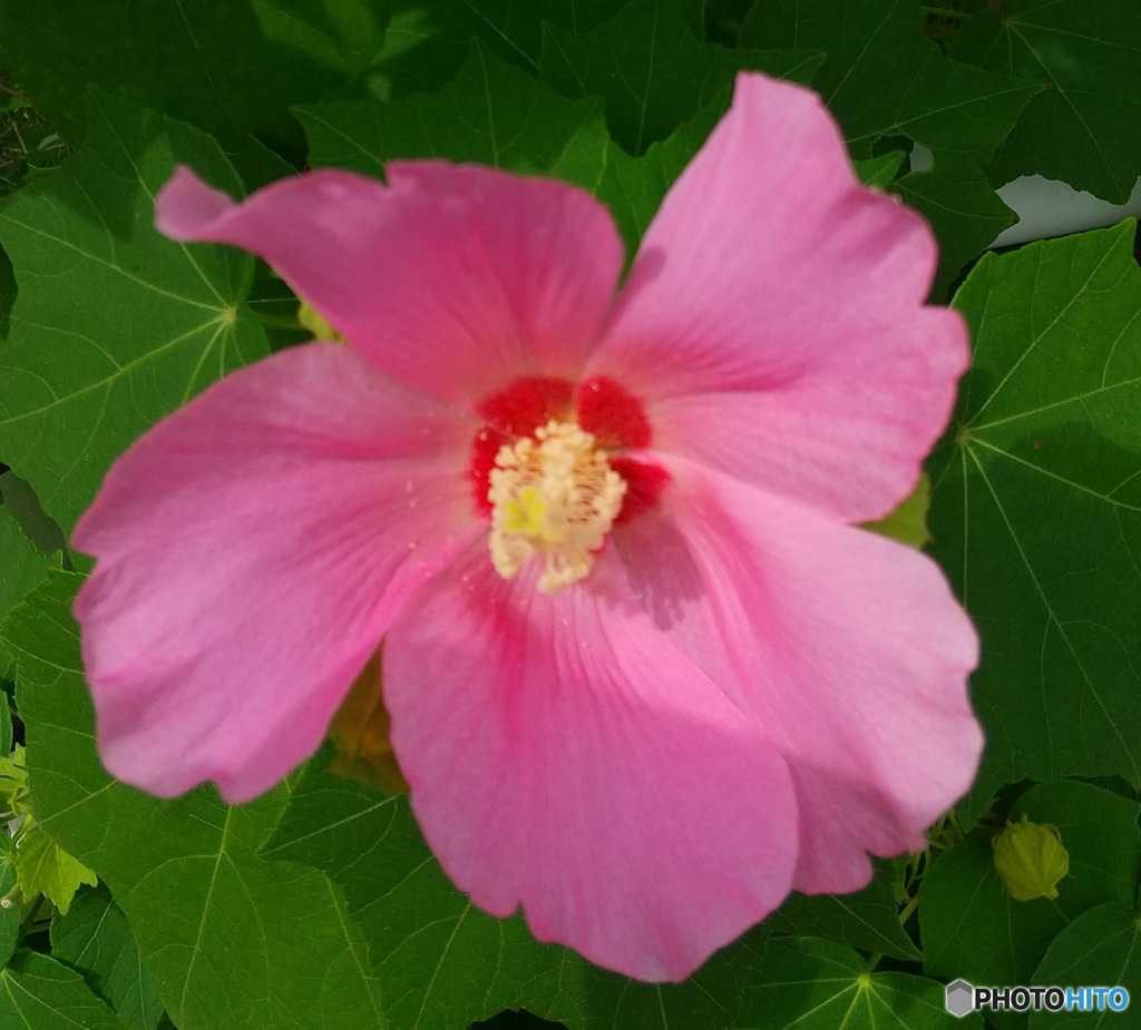 散歩道に咲いていた花 23-309