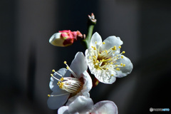 庭に咲いた白梅の花 22-066