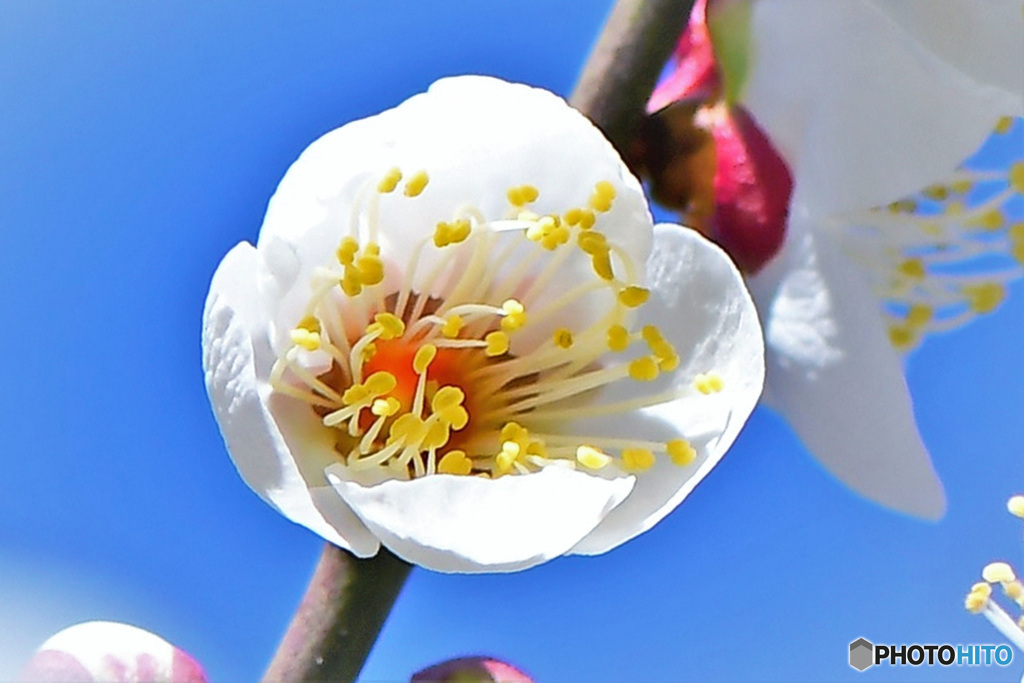青空と白梅の花  22-034