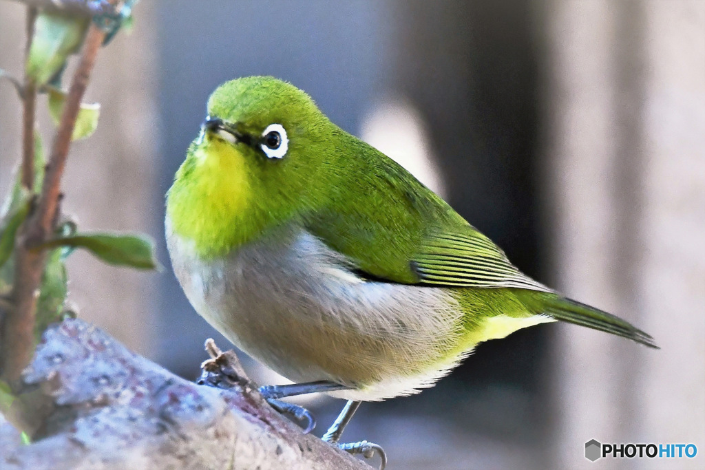 野山の鳥  メジ君