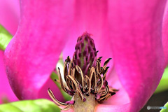 蕊 