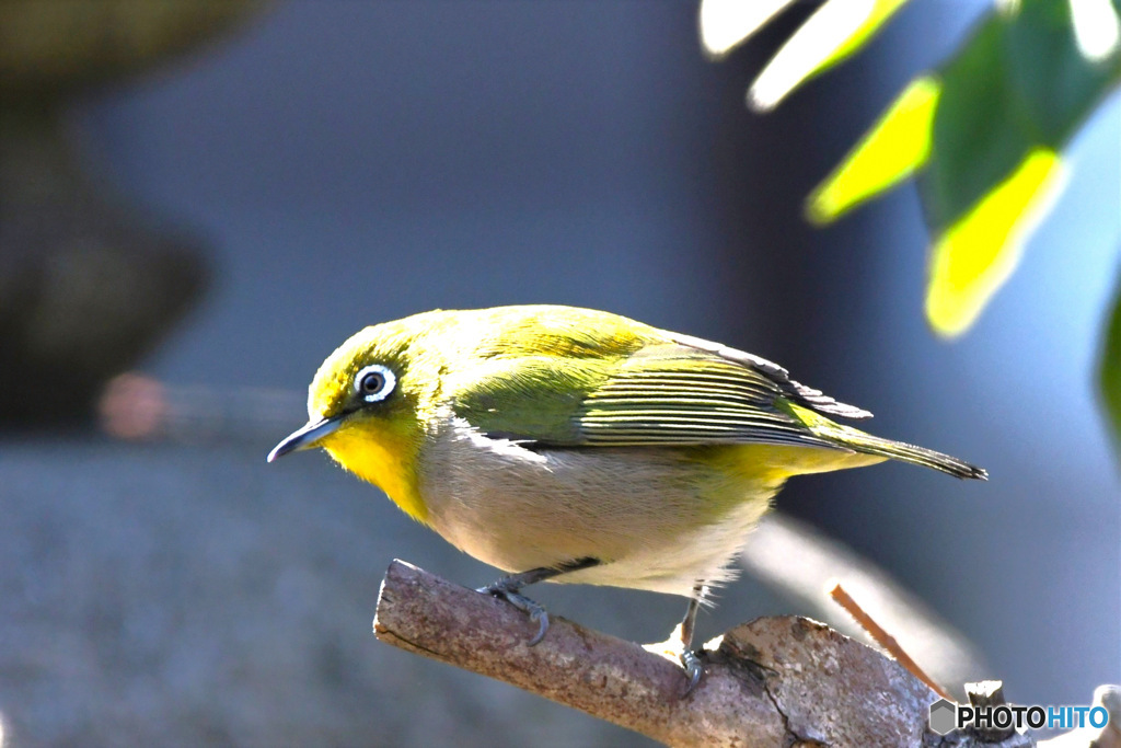 野山の鳥  メジ君