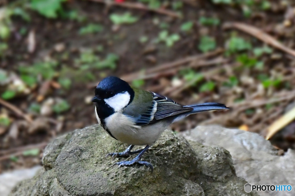 野山の鳥 四十雀さん