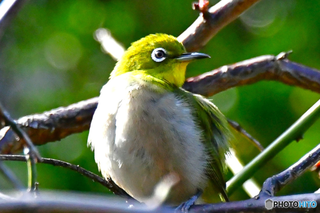 野山の鳥  メジ君