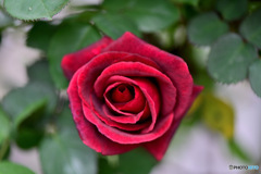 庭に咲いた赤いバラの花  