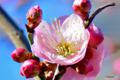 薄紅色の梅の花
