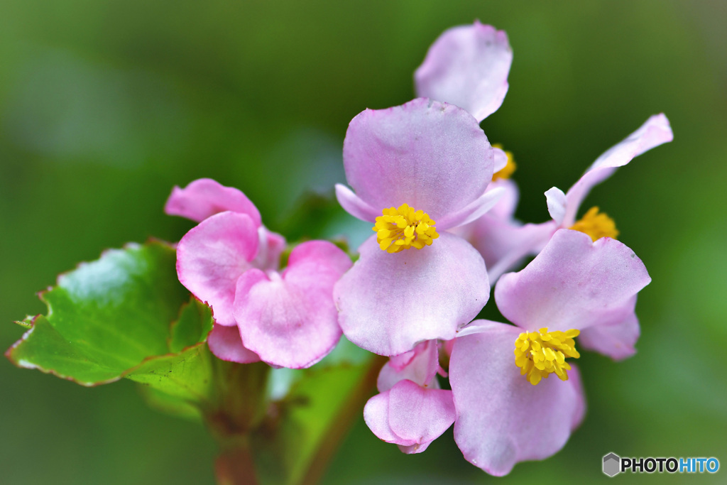 庭に咲いた花  22-315