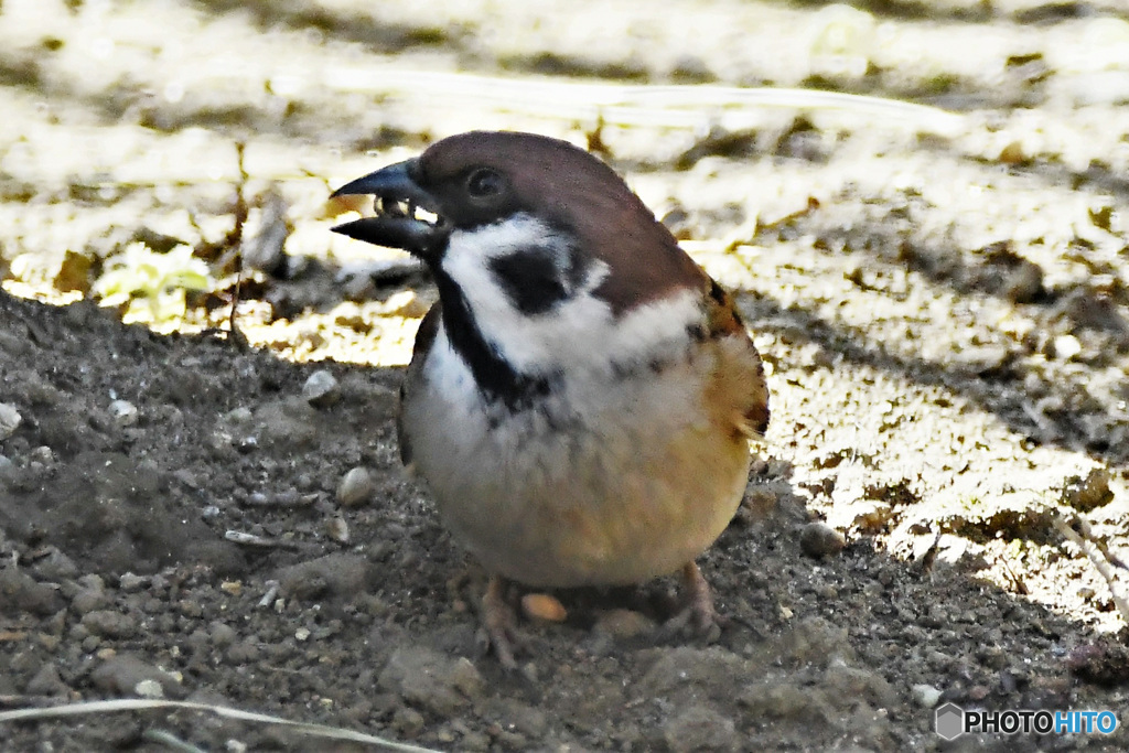 野山の鳥  21-286 すずめドン 