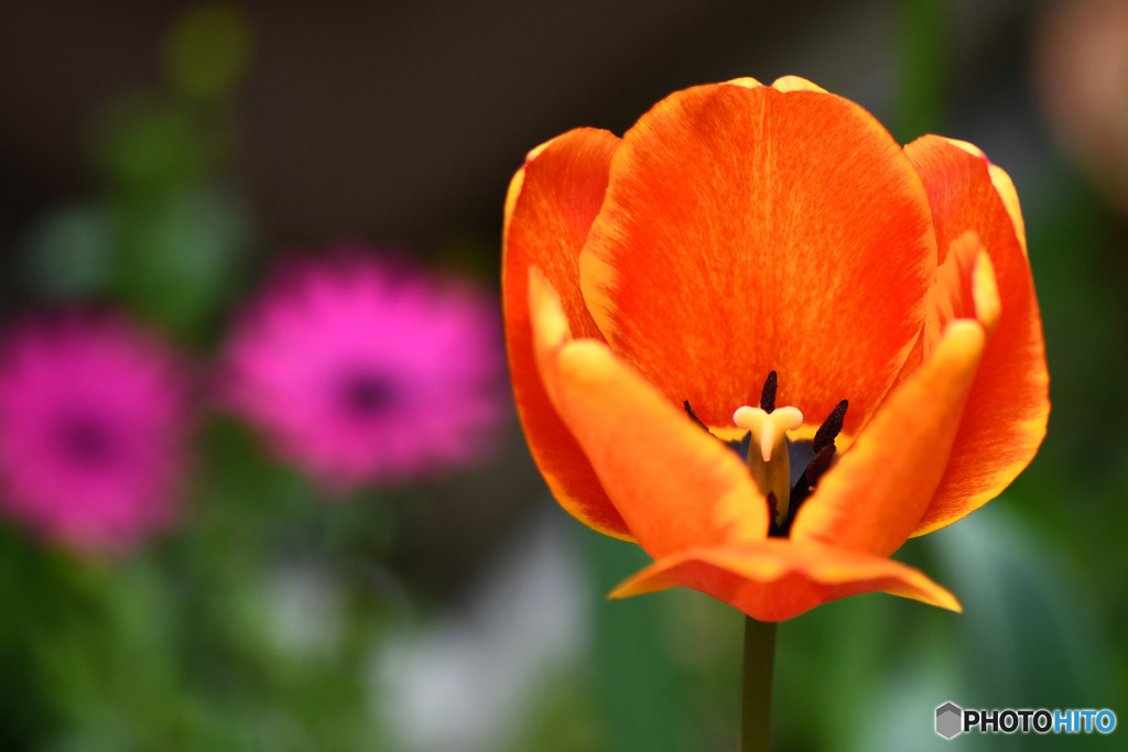 庭に咲いたチューリップの花 22-157 