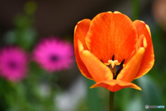 庭に咲いたチューリップの花 22-157 