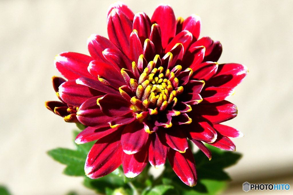  庭に咲いた花  23-306  