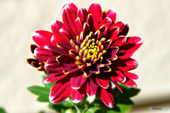  庭に咲いた花  23-306  