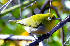 野山の鳥 メジロ  