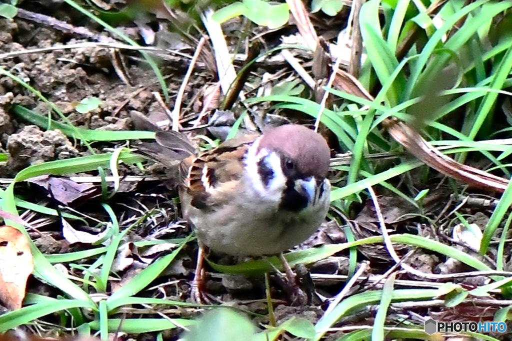 野山の鳥  スズメ  
