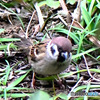 野山の鳥  スズメ  