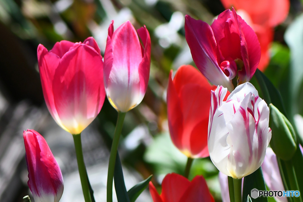 庭に咲いた春の花  22-470