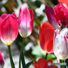 庭に咲いた春の花  22-470
