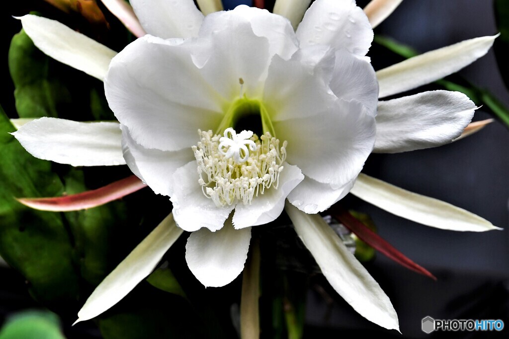 今年庭に咲いた花  21-371-2