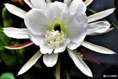 今年庭に咲いた花  21-371-2