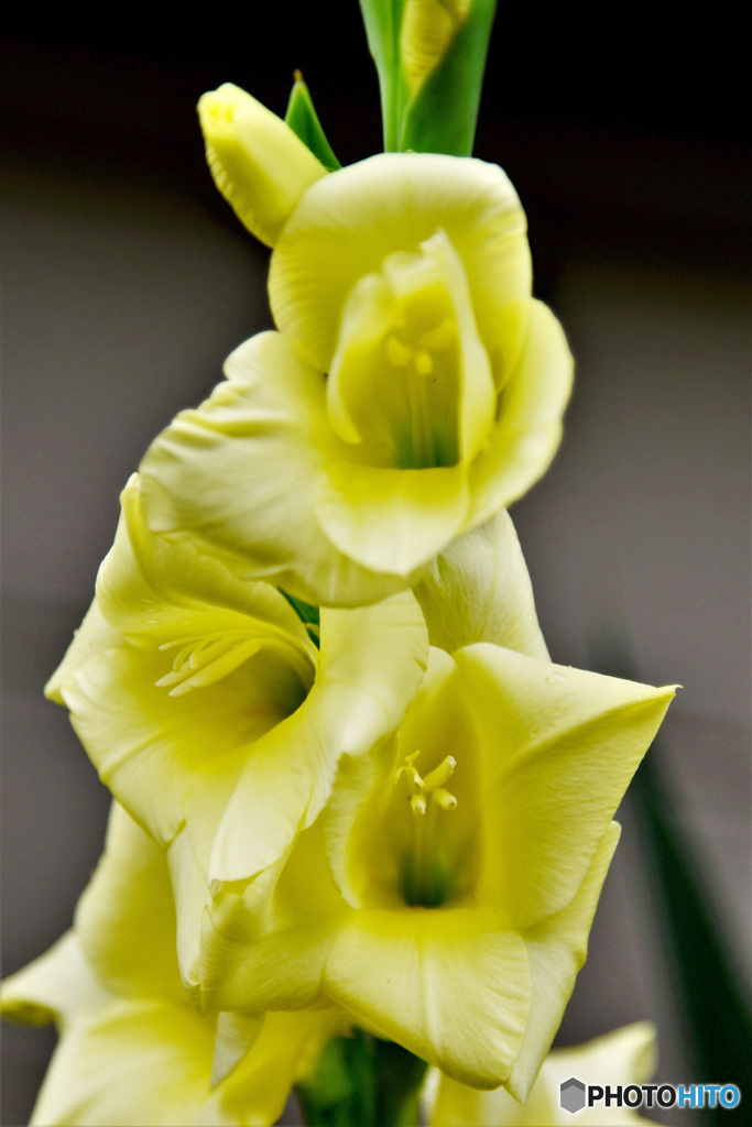 黄色のグラジオラス (ボケてしまいました) 21-482