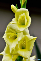 黄色のグラジオラス (ボケてしまいました) 21-482