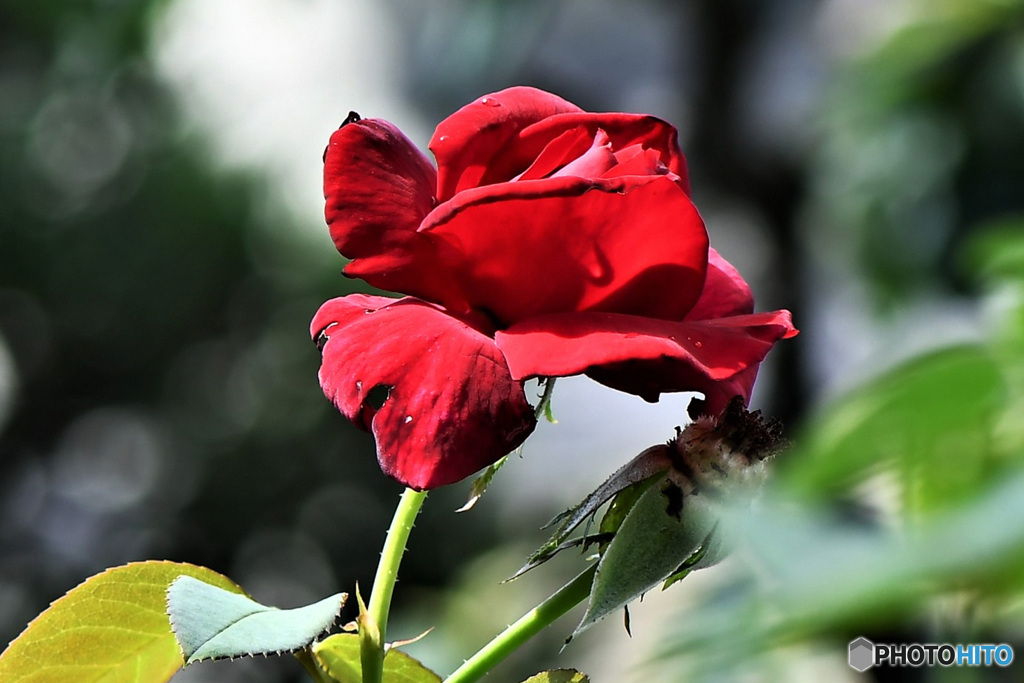 庭に咲いたバラの花  21-472 