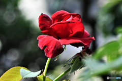 庭に咲いたバラの花  21-472