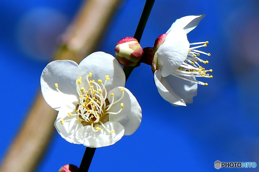 庭に咲いた梅の花 23-028  